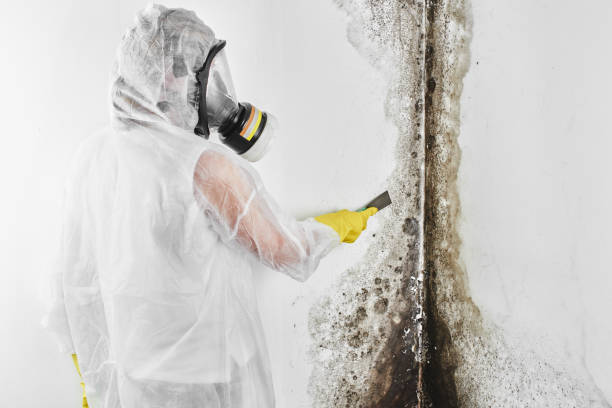 Best Toxic Mold Removal  in Elysburg, PA