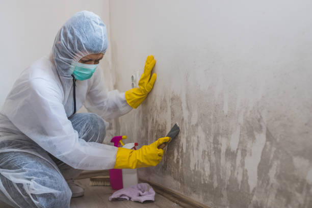 Best Certified Mold Removal  in Elysburg, PA