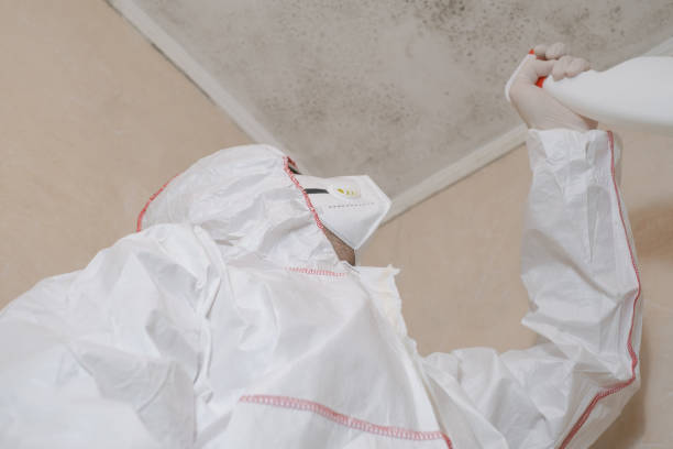 Attic Mold Removal in Elysburg, PA
