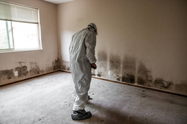 Best Crawl Space Mold Removal  in Elysburg, PA
