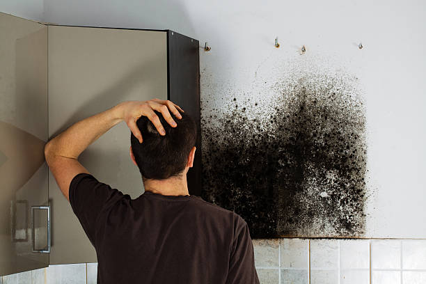 Professional Mold Removal in Elysburg, PA