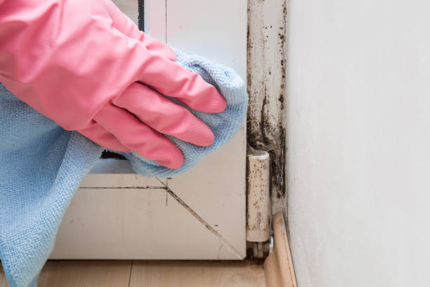 Best Crawl Space Mold Removal  in Elysburg, PA