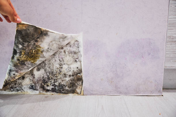 Mold Testing and Removal in Elysburg, PA